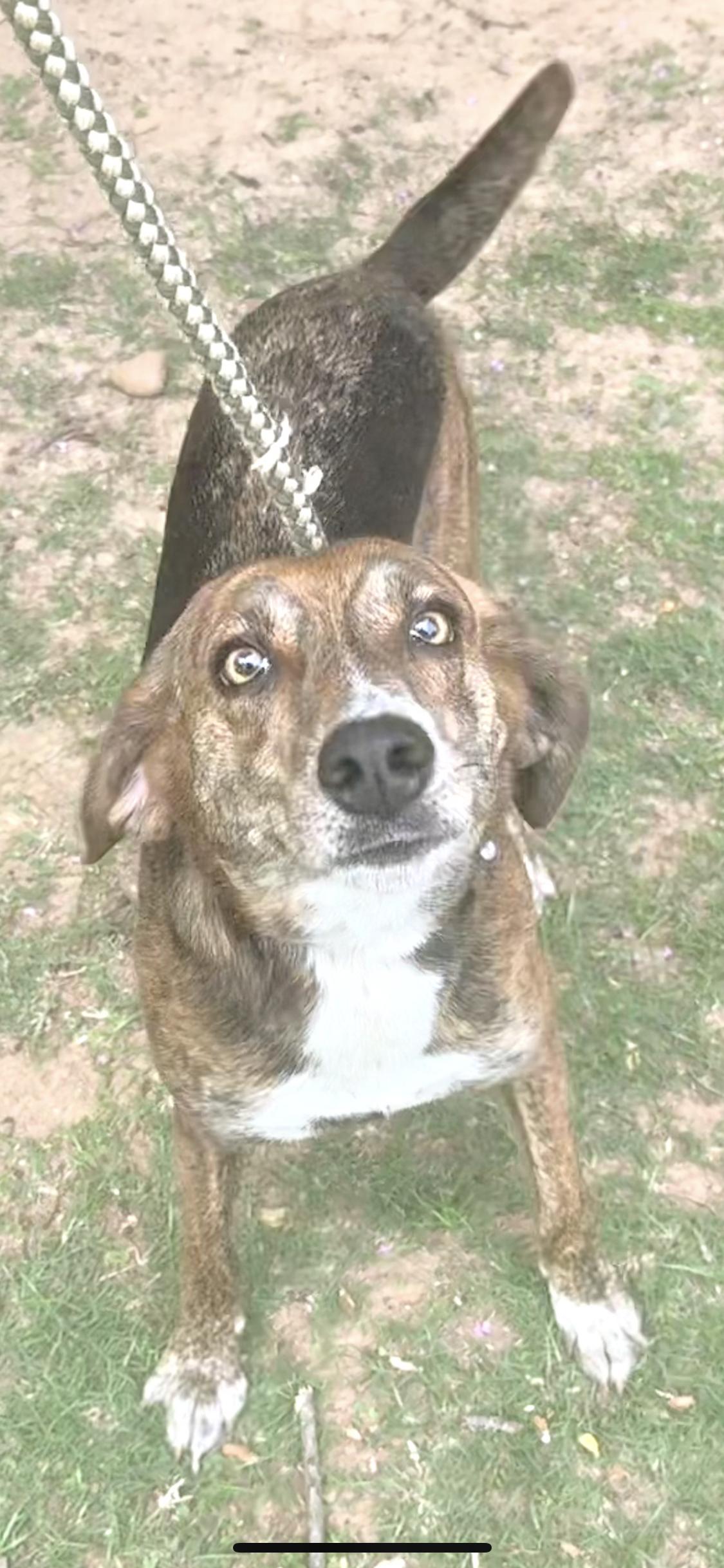 Enlarge Penny, a Adoptable mixed breed in Ransomville, NY image 3/5