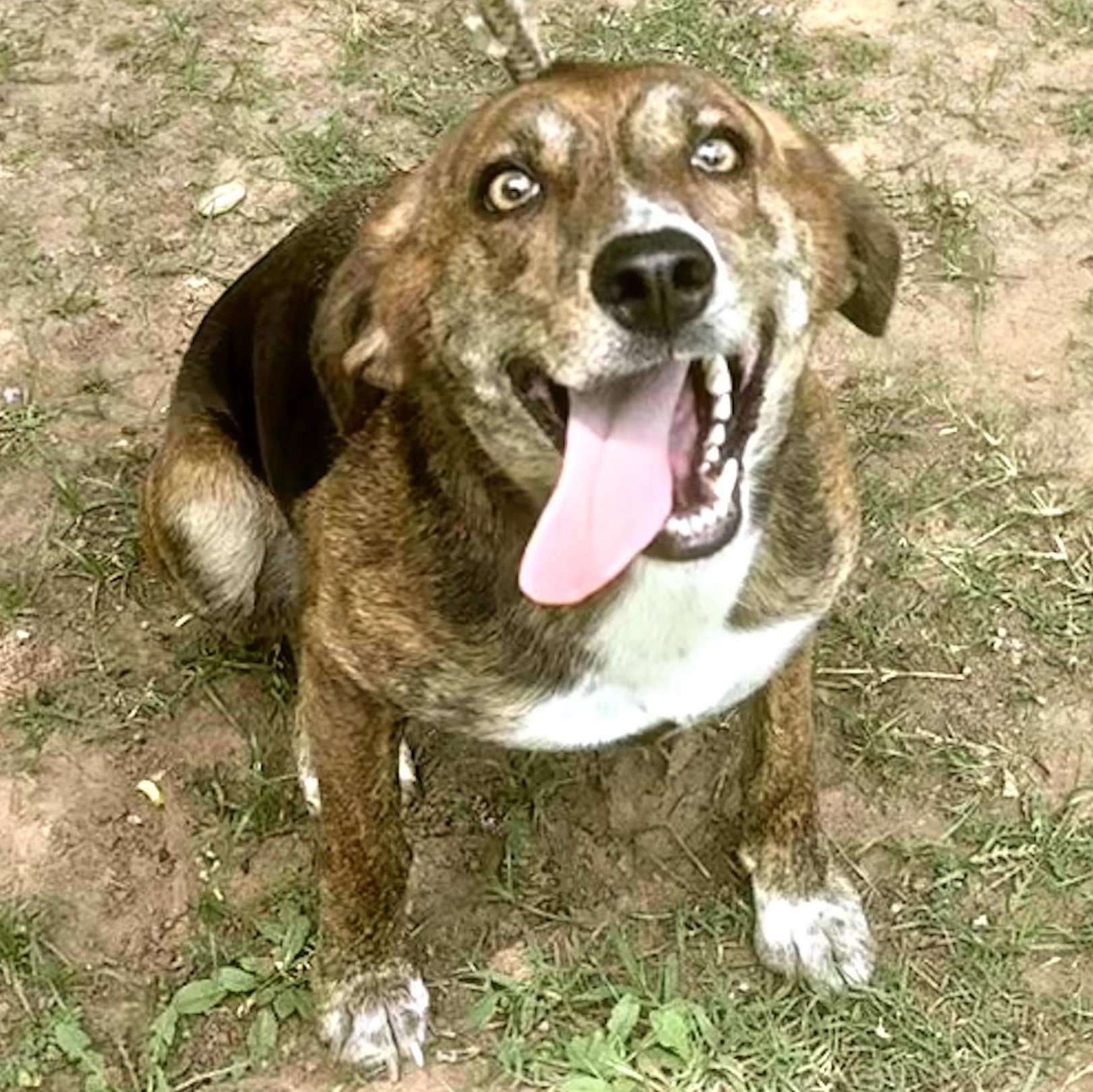 Enlarge Penny, a Adoptable mixed breed in Ransomville, NY image 1/5