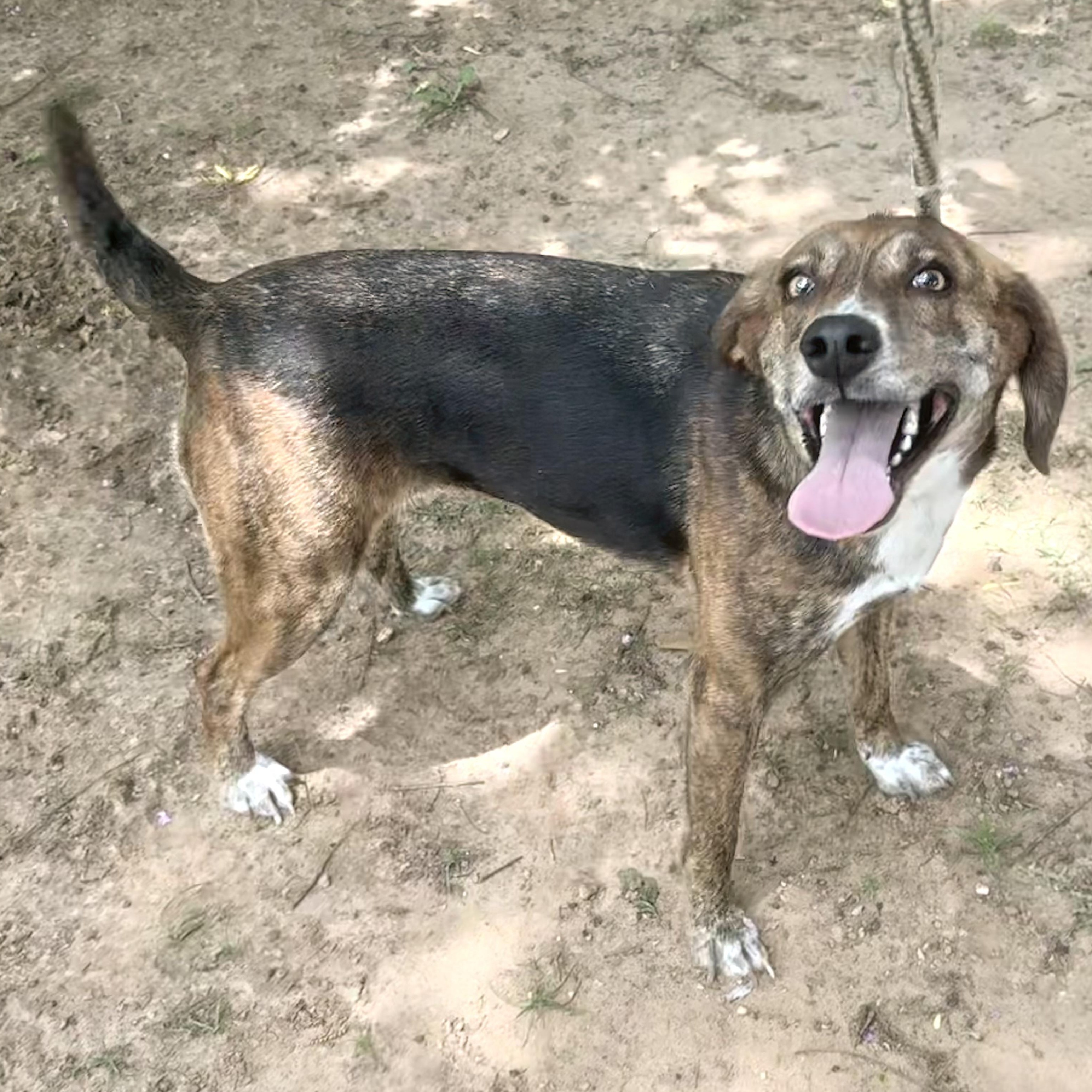 Enlarge Penny, a Adoptable mixed breed in Ransomville, NY image 5/5