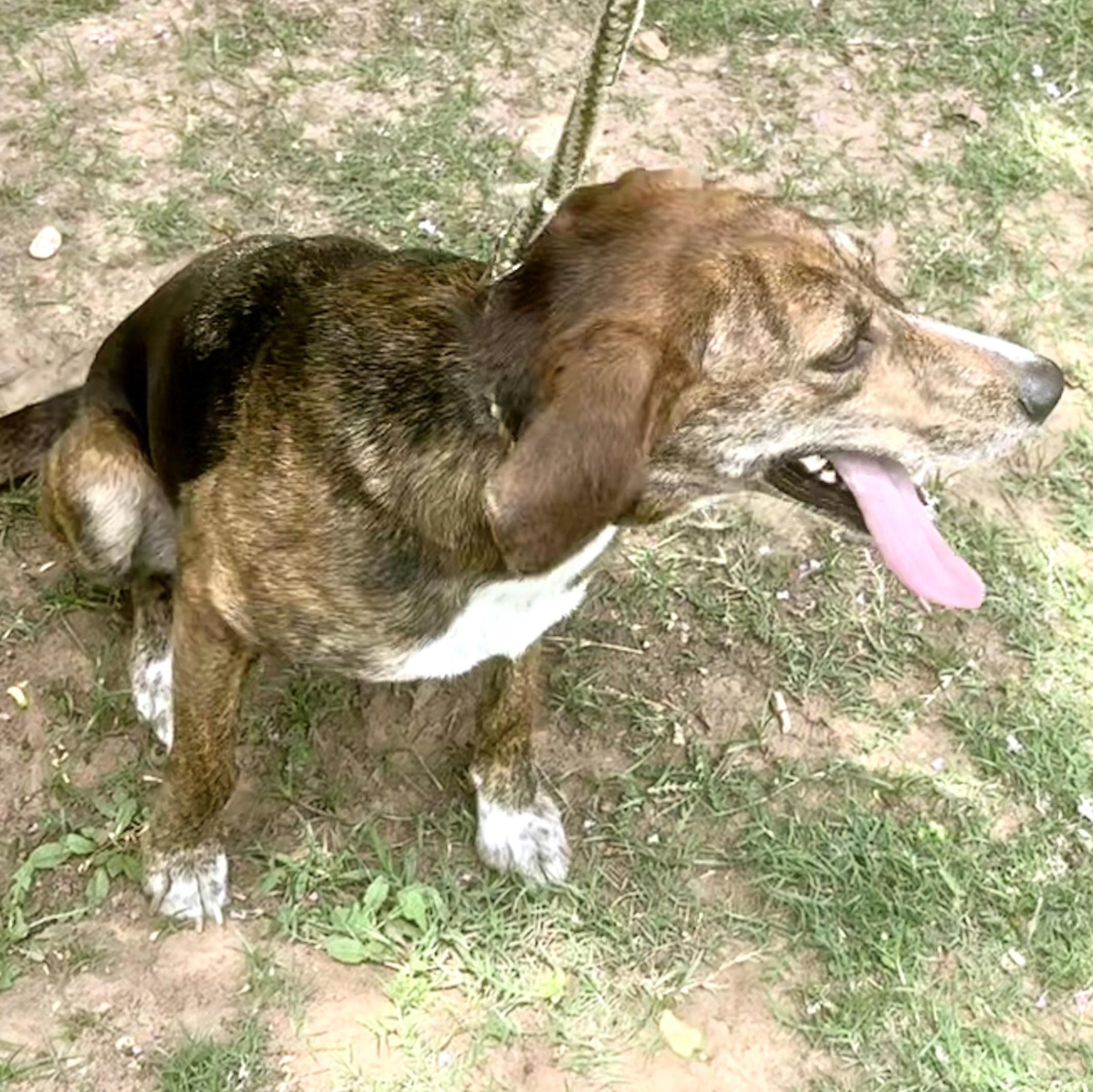 Enlarge Penny, a Adoptable mixed breed in Ransomville, NY image 2/5