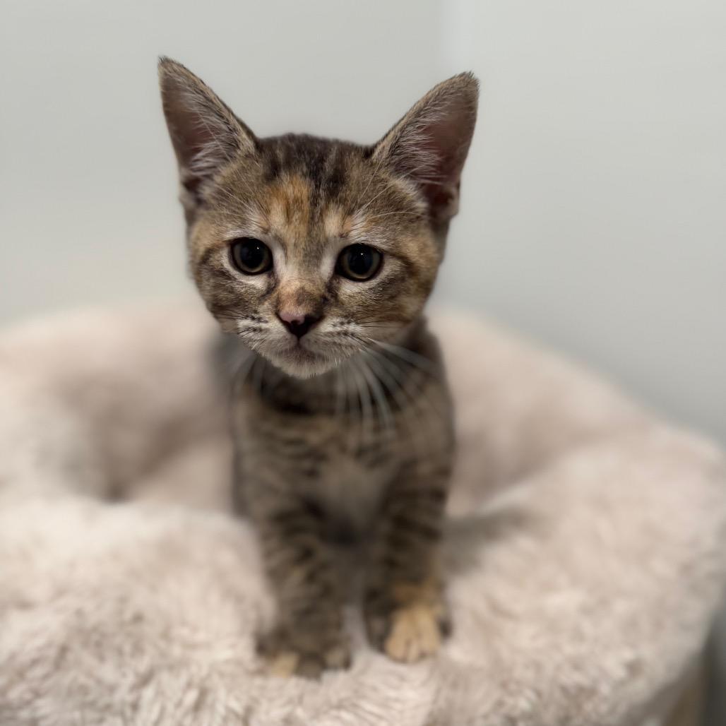 Hoity, Adoptable, Kitten Female Domestic Short Hair.