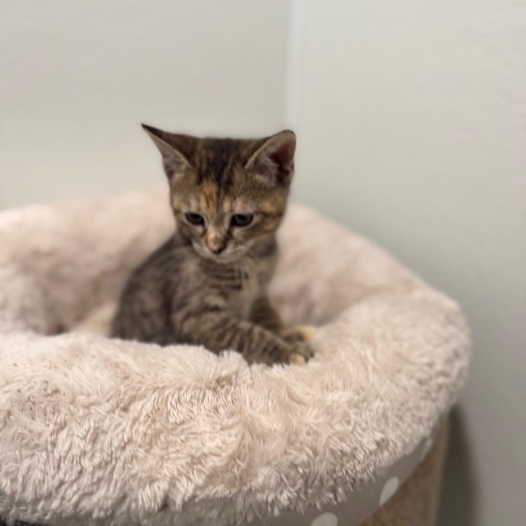 Enlarge Hoity, a Adoptable Domestic Short Hair in Medford, NJ image 2/3