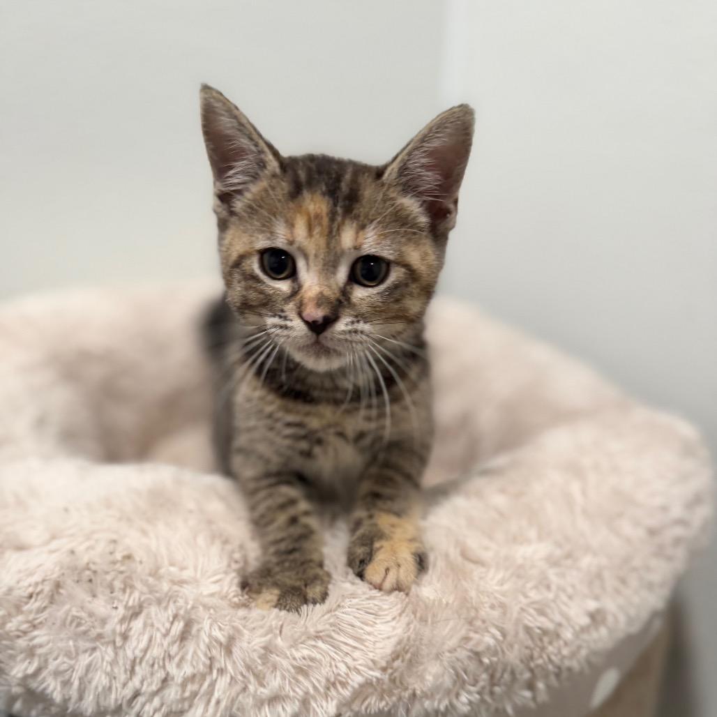 Enlarge Hoity, a Adoptable Domestic Short Hair in Medford, NJ image 3/3