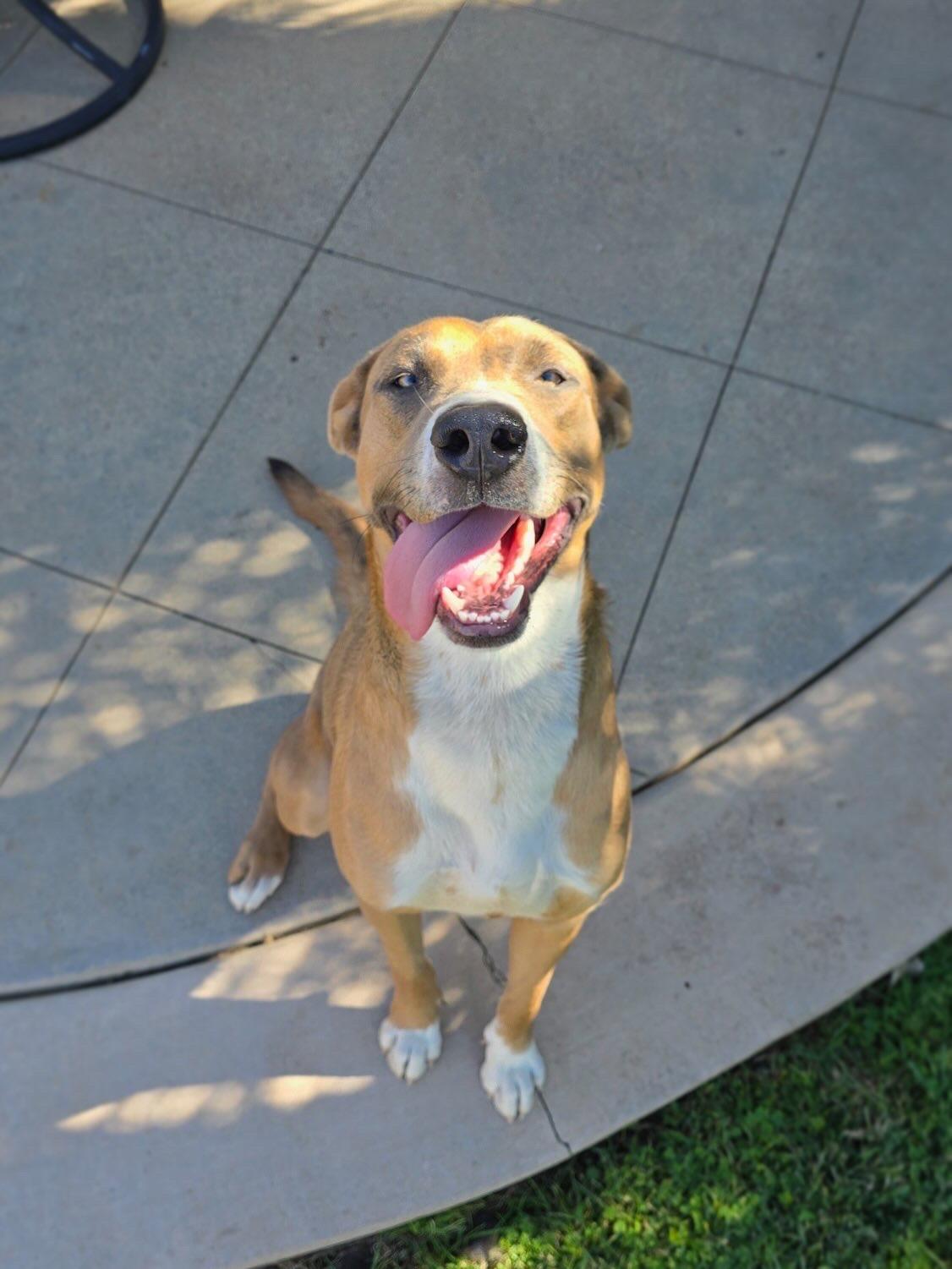 Benny, Adoptable, Young Male Terrier.