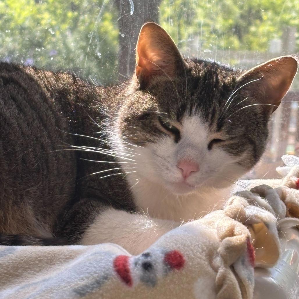 Gigi, Adoptable, Adult Female Domestic Short Hair.