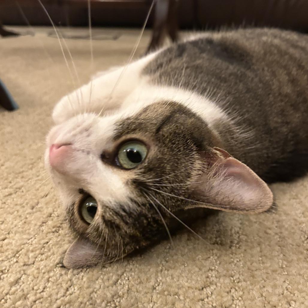 Gigi, a Adoptable Domestic Short Hair in Grand Rapids, MI image 2/6