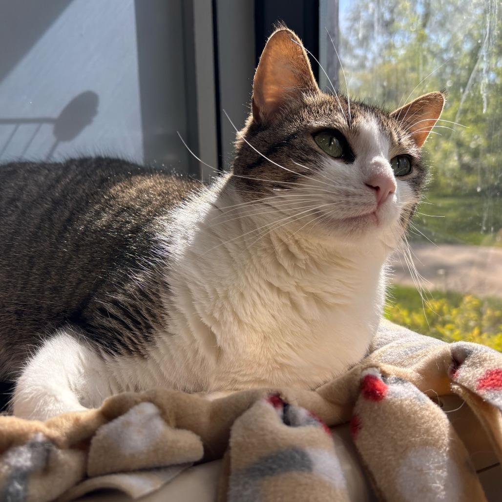Gigi, a Adoptable Domestic Short Hair in Grand Rapids, MI image 3/6