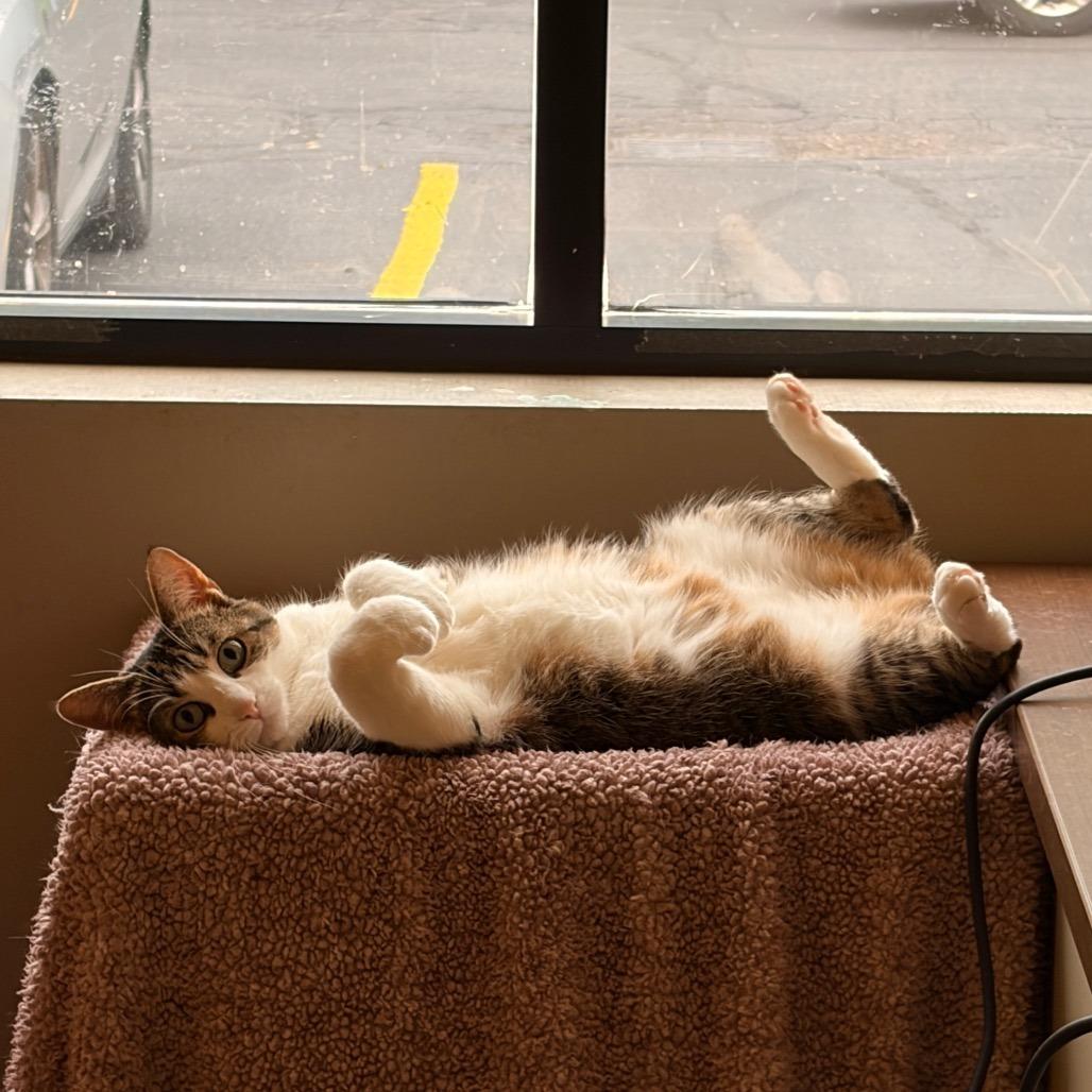 Gigi, a Adoptable Domestic Short Hair in Grand Rapids, MI image 3/5