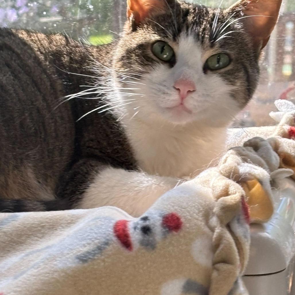 Gigi, a Adoptable Domestic Short Hair in Grand Rapids, MI image 4/6