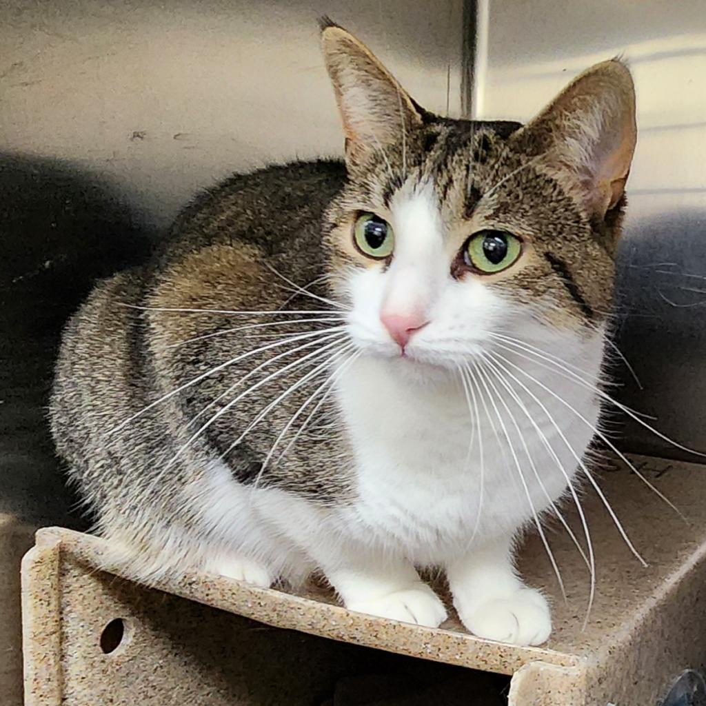 Gigi, a Adoptable Domestic Short Hair in Grand Rapids, MI image 5/6