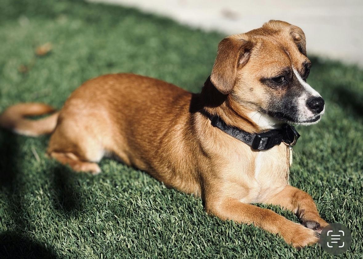 Gilly, a Adoptable mixed breed in Los Angeles, CA image 4/4