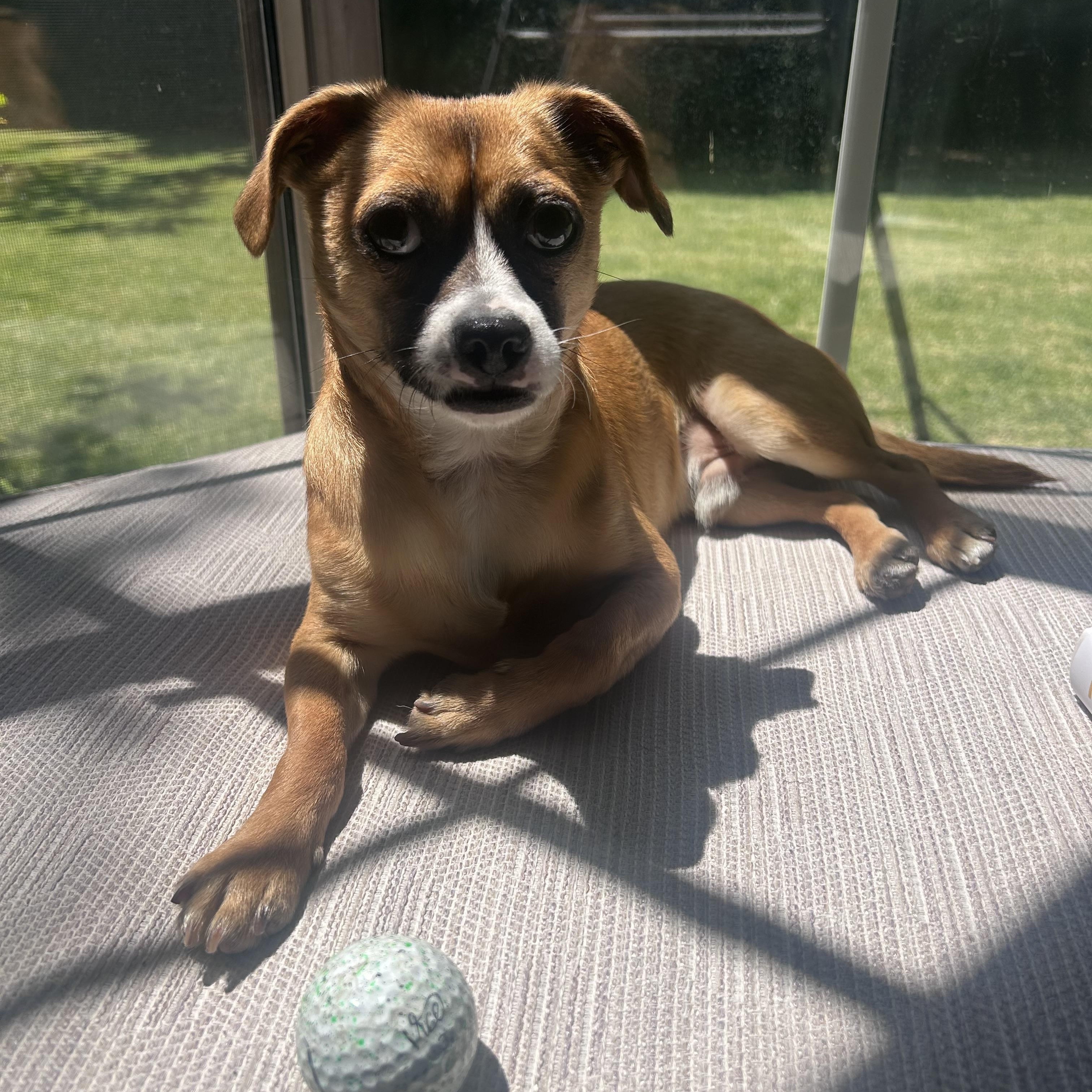 Enlarge Gilly, a Adoptable mixed breed in Los Angeles, CA image 1/6
