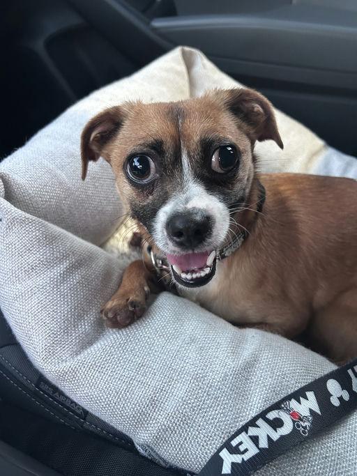 Gilly, a Adoptable mixed breed in Los Angeles, CA image 6/6