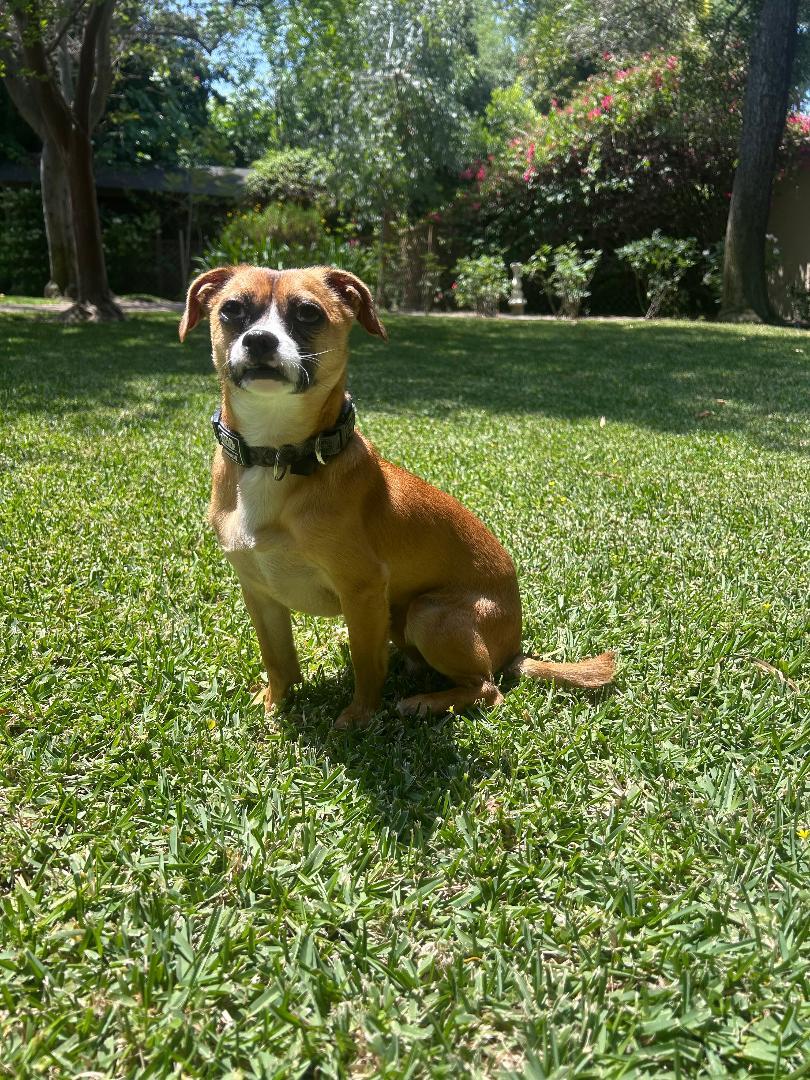 Gilly, a Adoptable mixed breed in Los Angeles, CA image 3/4