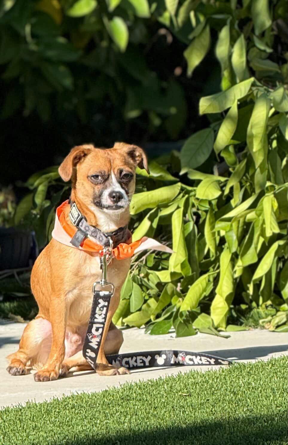 Gilly, a Adoptable mixed breed in Los Angeles, CA image 2/4