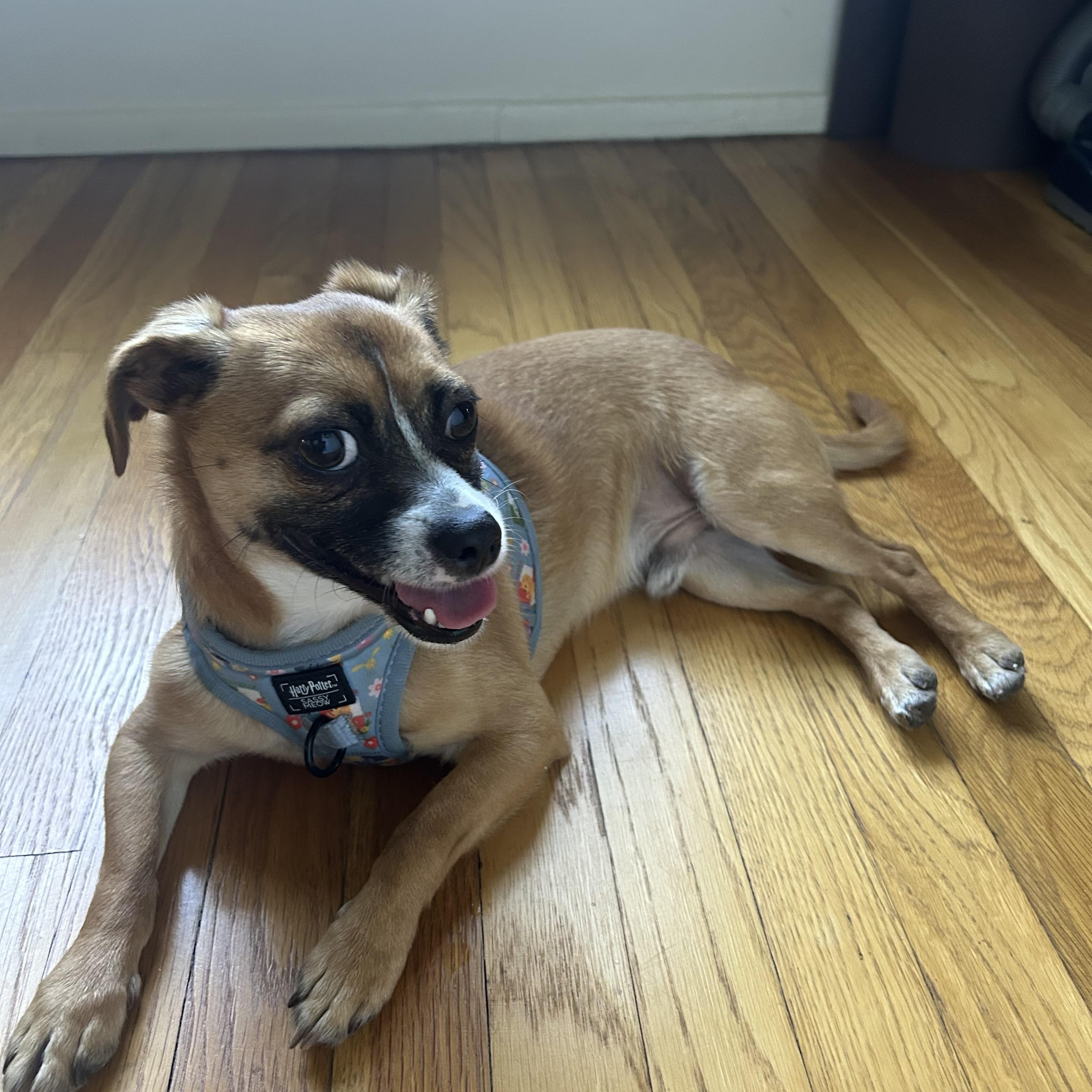 Enlarge Gilly, a Adoptable mixed breed in Los Angeles, CA image 6/6