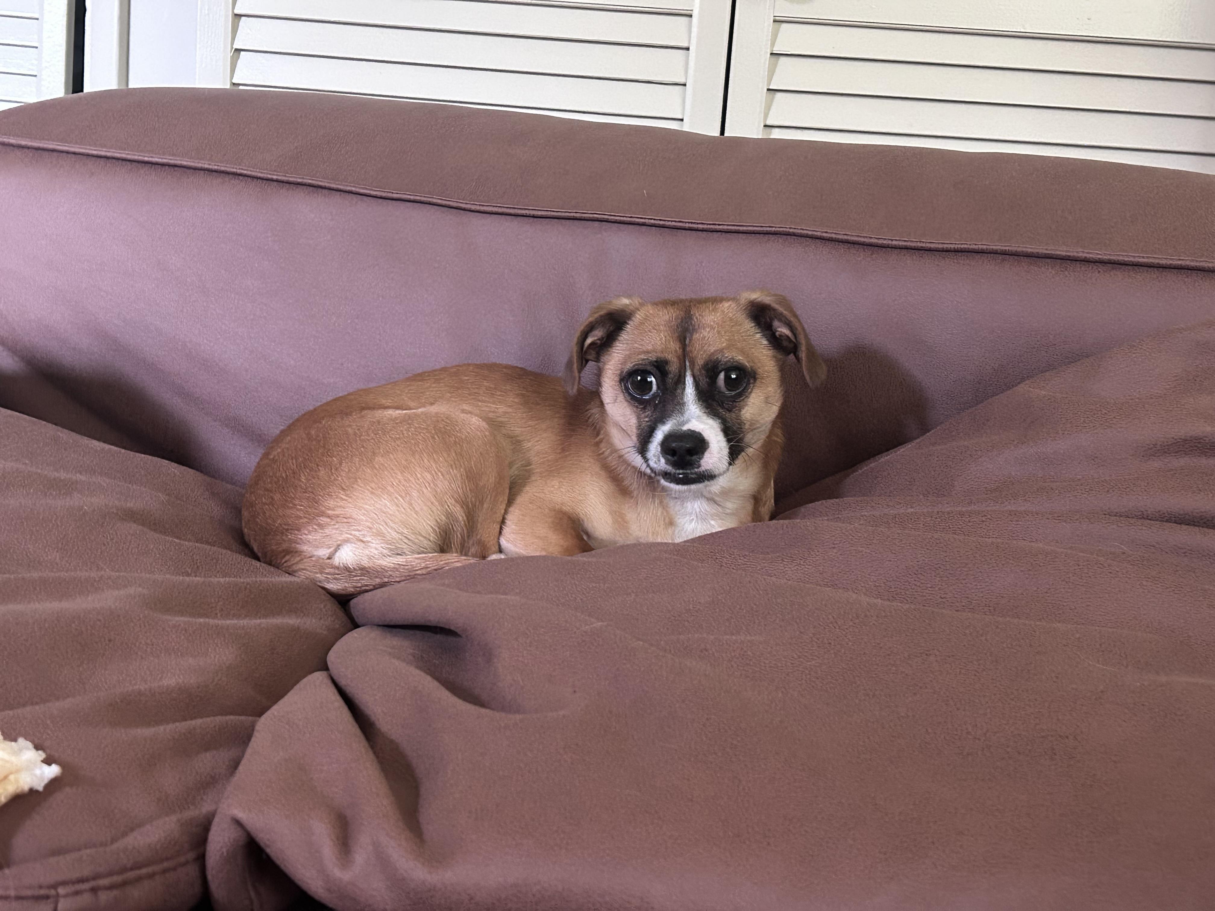 Enlarge Gilly, a Adoptable mixed breed in Los Angeles, CA image 5/6