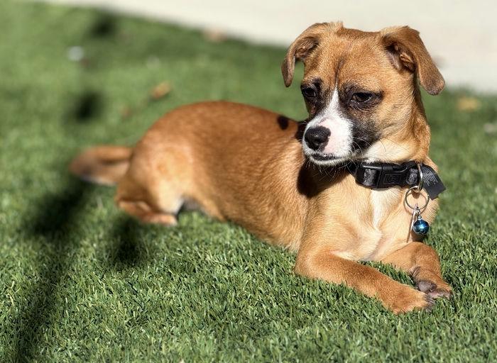 Gilly, a Adoptable mixed breed in Los Angeles, CA image 5/6