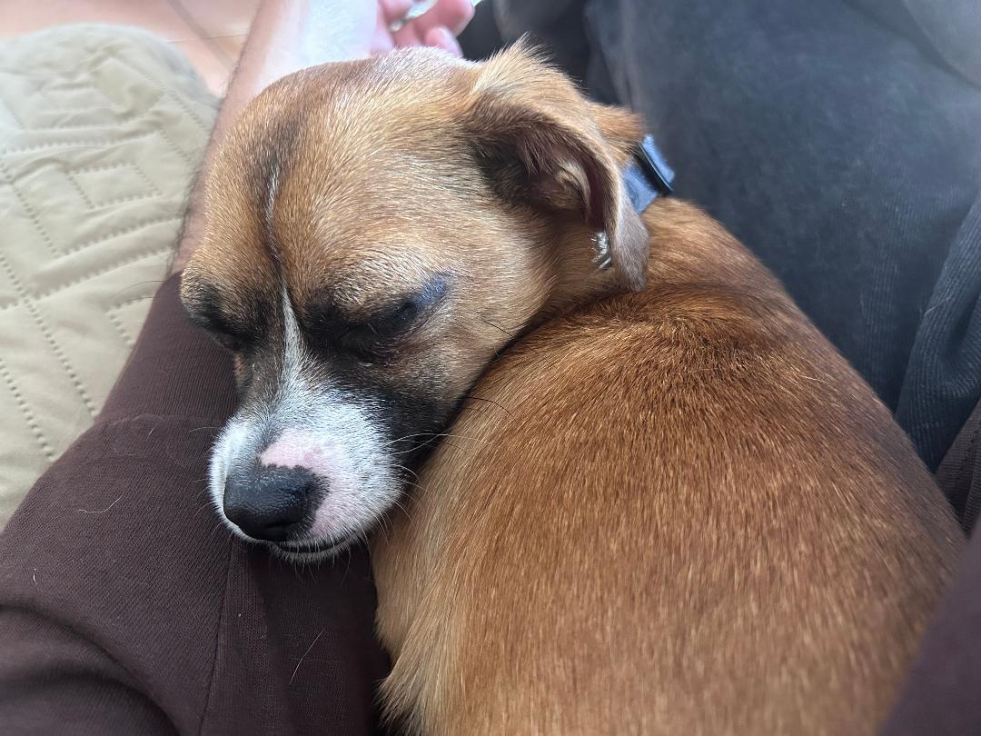 Gilly, Adoptable, Young Male Chihuahua.