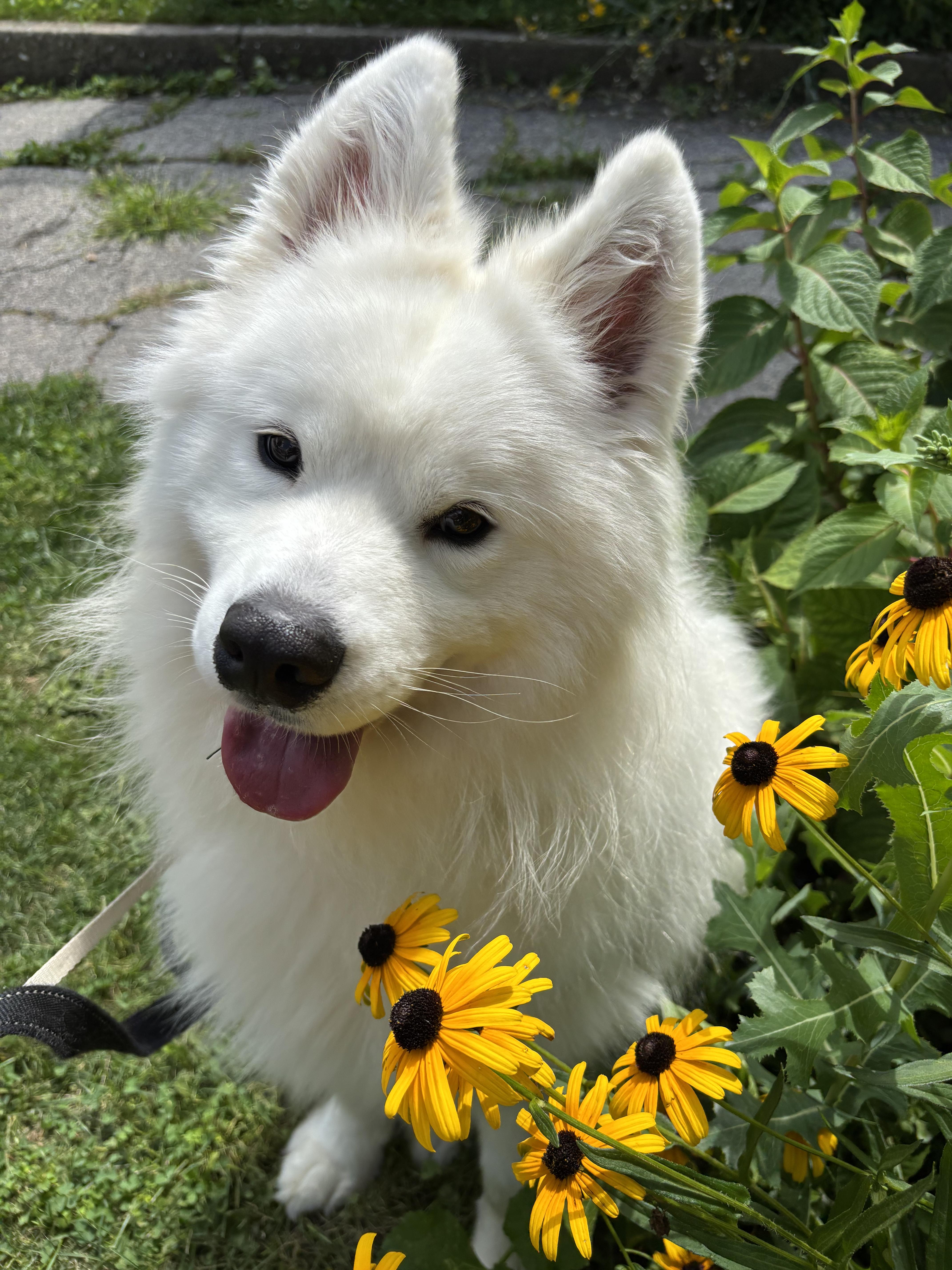 Mochi - Adopted!, Adopted, Young Male Samoyed.