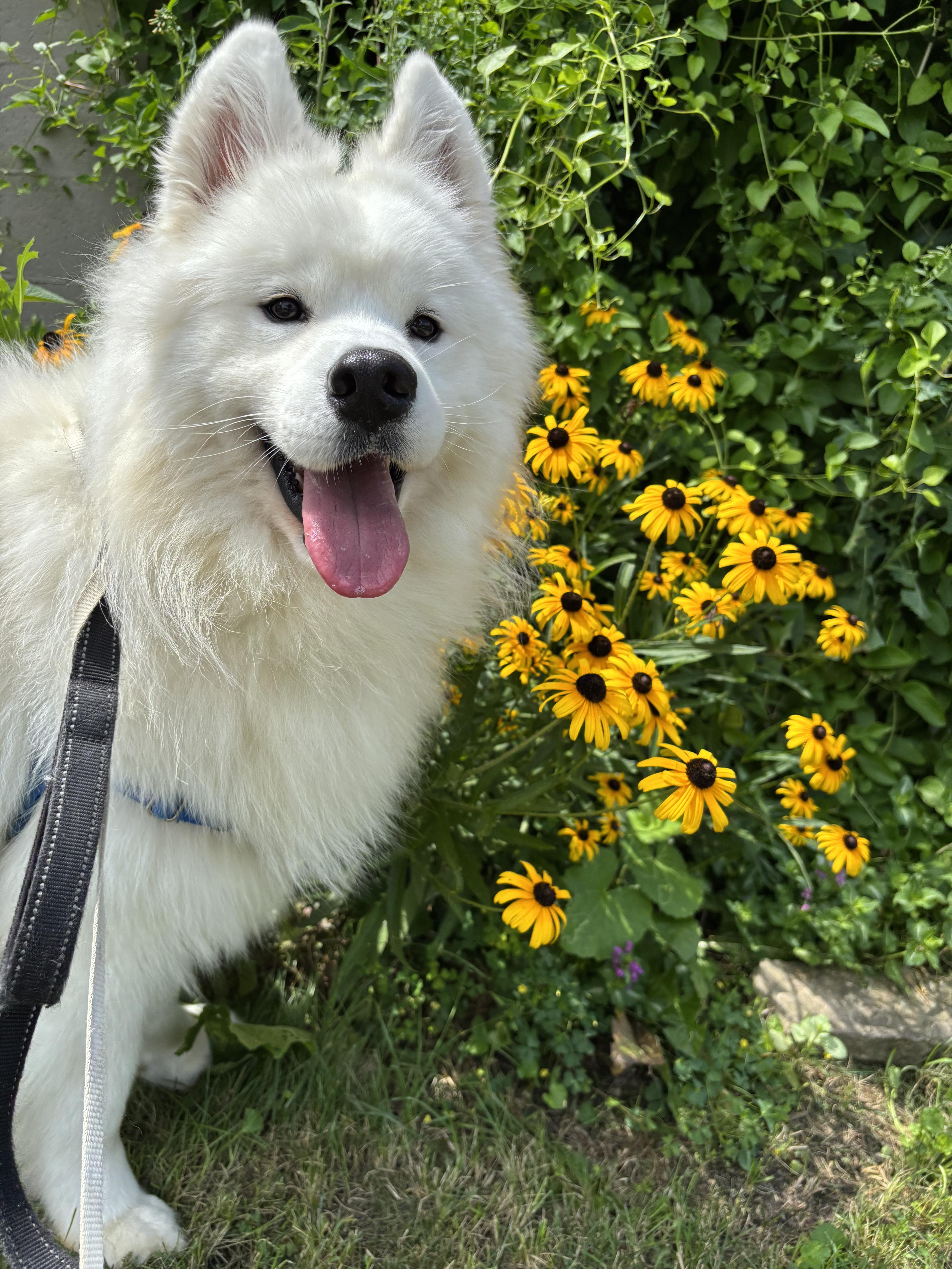 Mochi - Adopted!, Adopted, Young Male Samoyed.