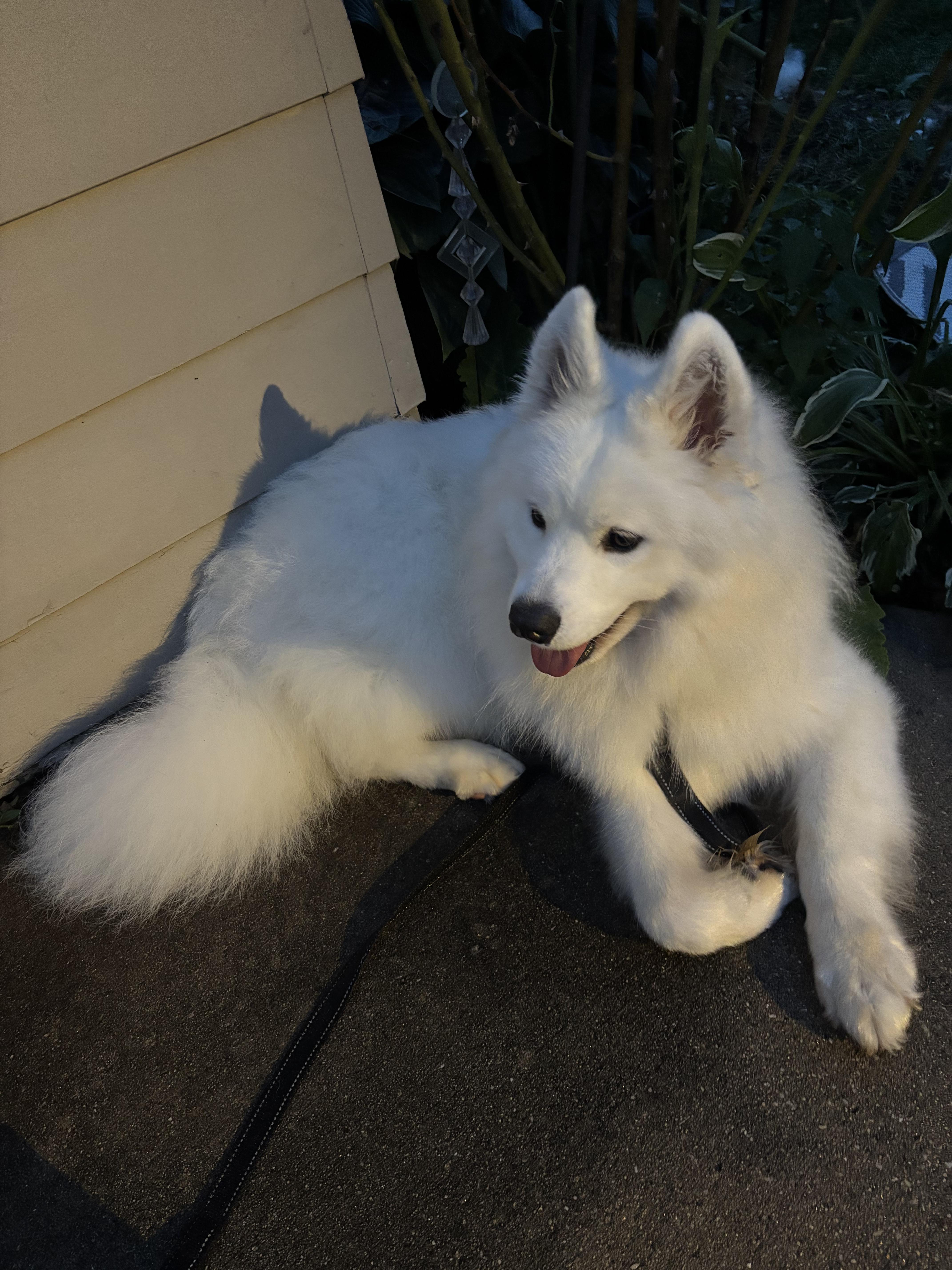 Enlarge Mochi - Adopted!, a Adopted Samoyed in Milwaukee, WI image 3/5