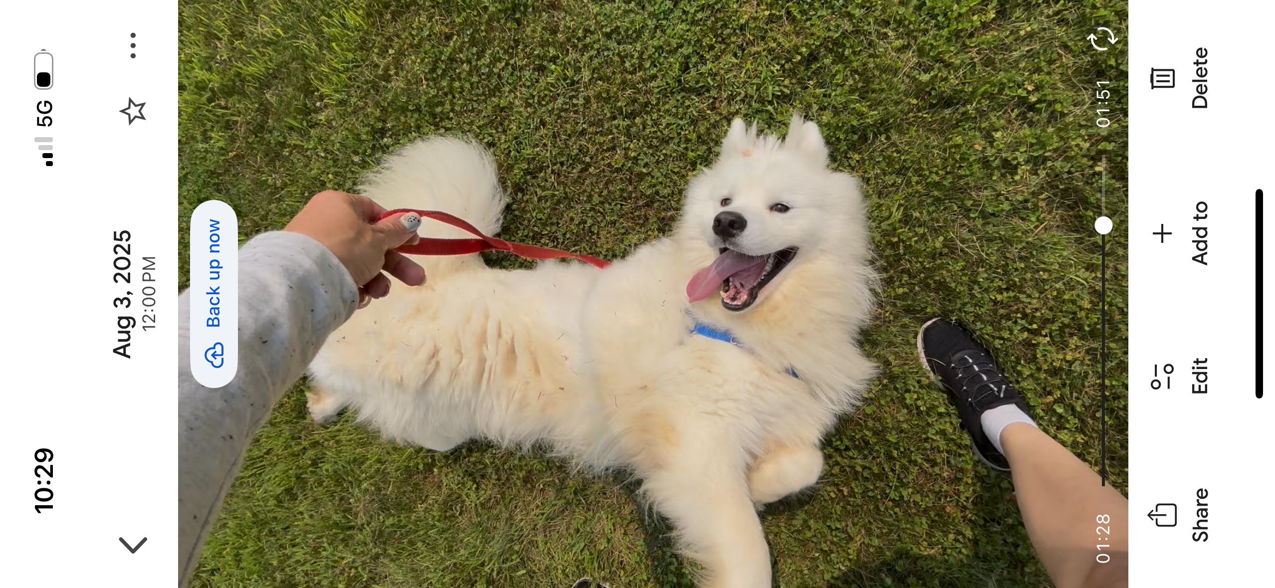 Enlarge Mochi - Adopted!, a Adopted Samoyed in Milwaukee, WI image 4/5