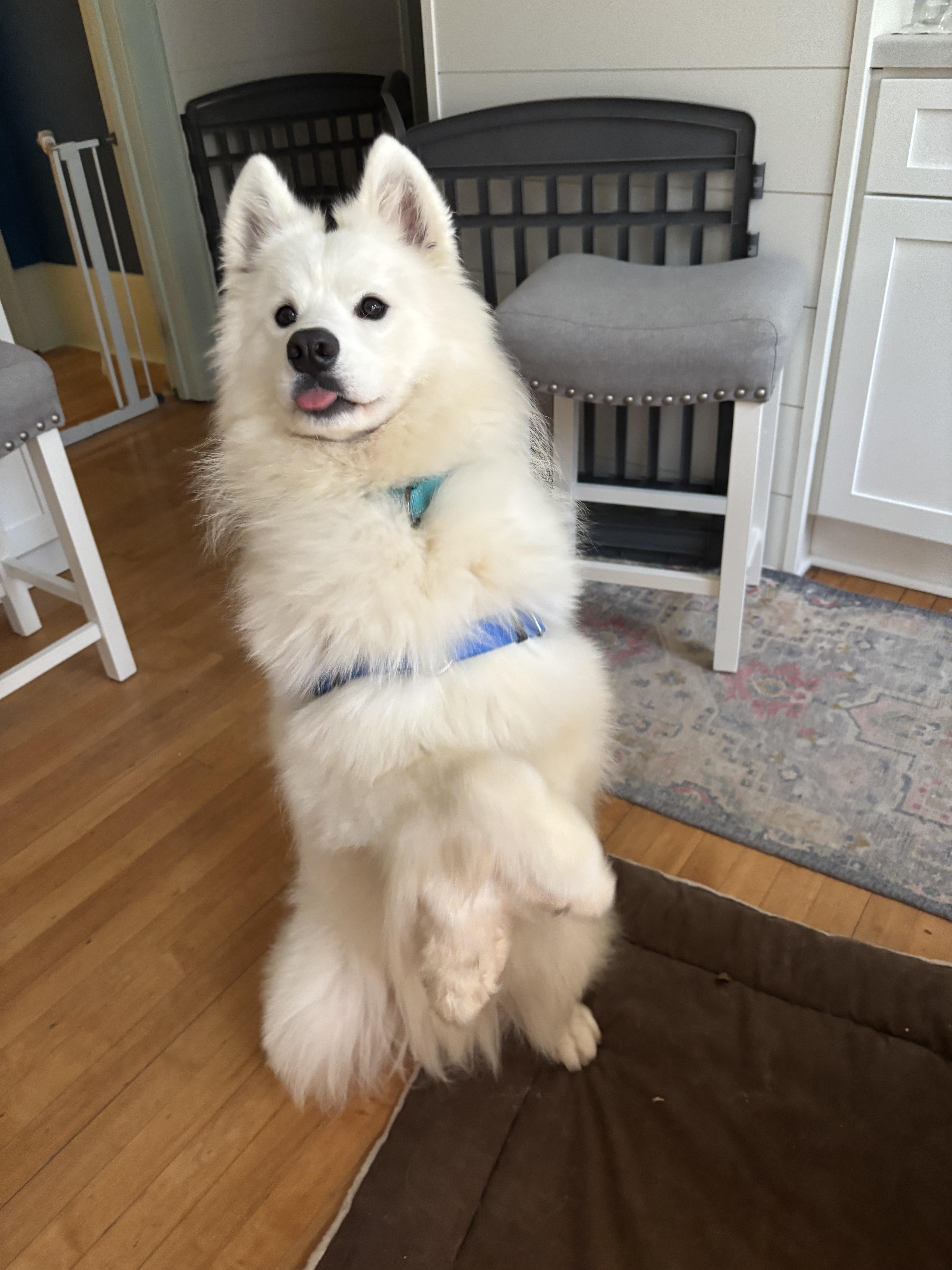 Enlarge Mochi - Adopted!, a Adopted Samoyed in Milwaukee, WI image 5/5