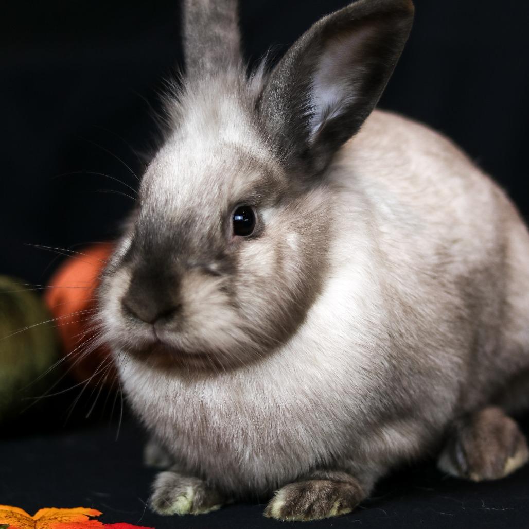 Hot Cross Buns, a Adoptable mixed breed in Portland, OR image 1/4