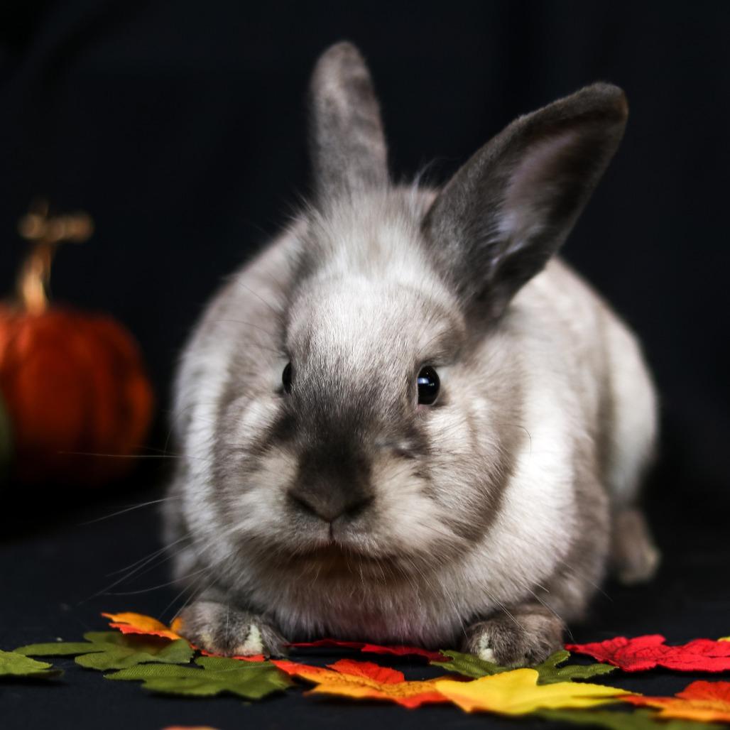 Hot Cross Buns, a Adoptable mixed breed in Portland, OR image 2/4
