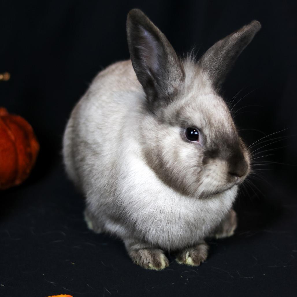 Hot Cross Buns, a Adoptable mixed breed in Portland, OR image 4/4