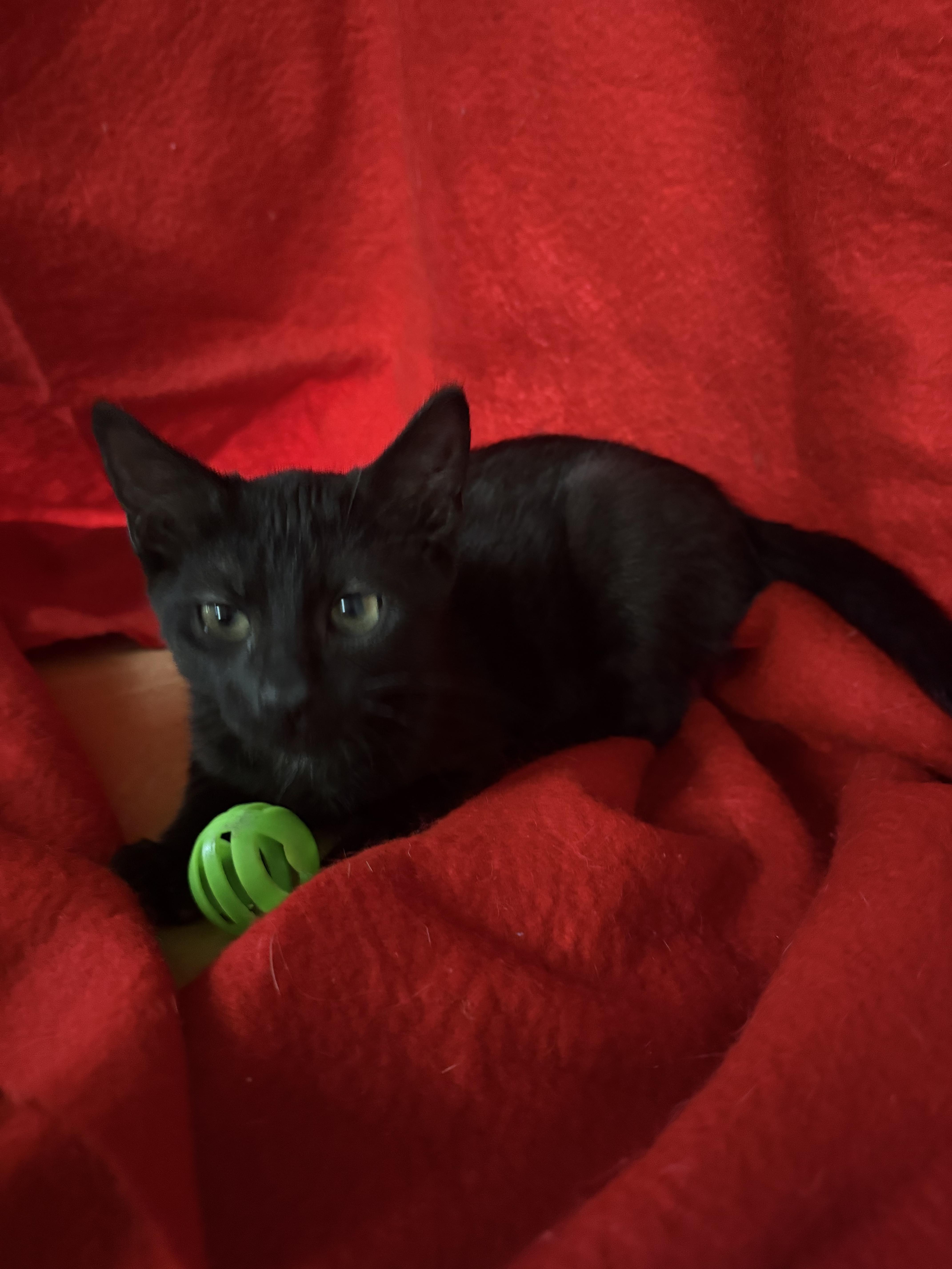 Huggy, Adopted, Young Male Domestic Short Hair.