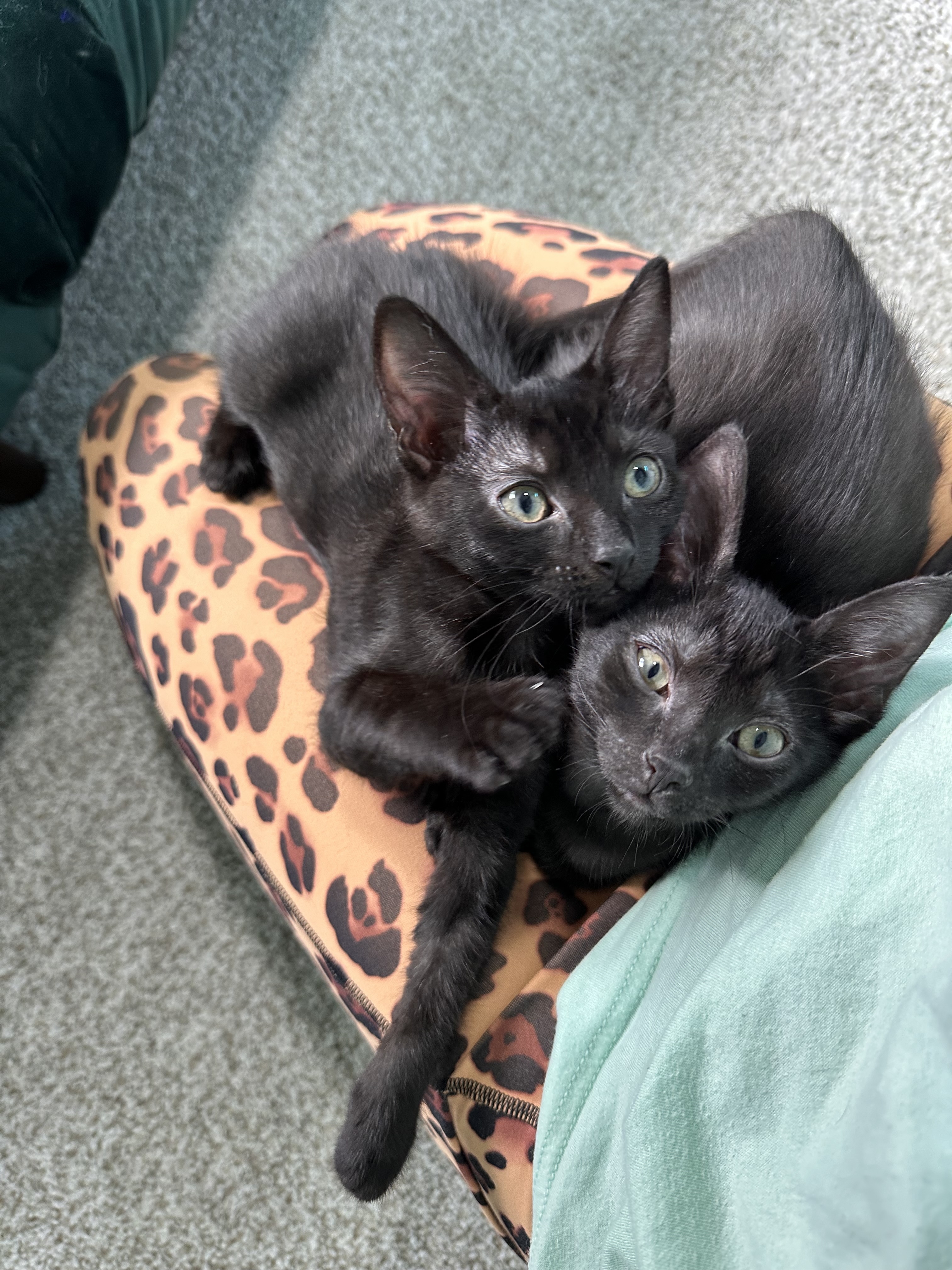 Enlarge Opal, a Adopted Domestic Short Hair in Lakewood, CO image 2/6