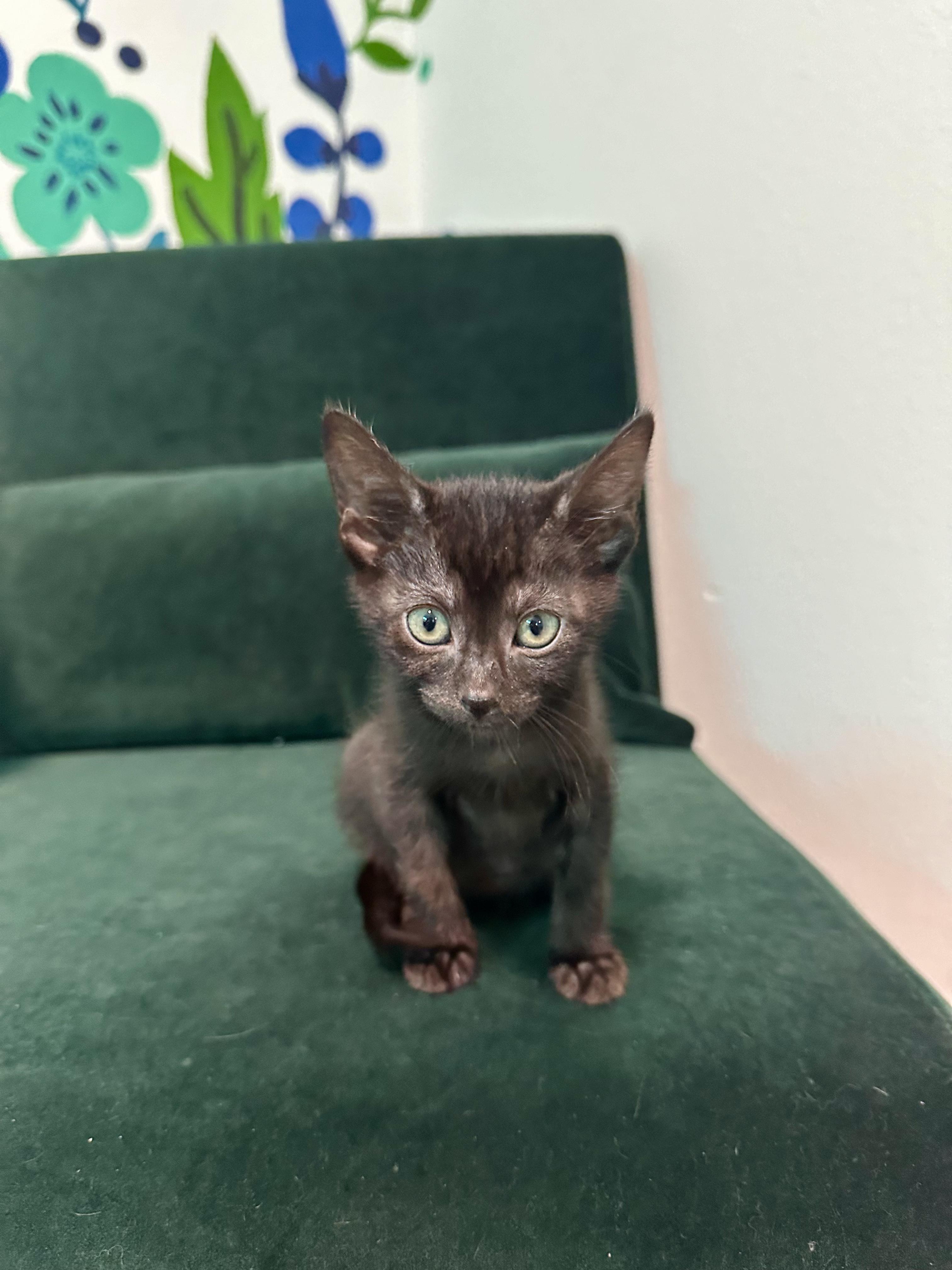 Enlarge Opal, a Adopted Domestic Short Hair in Lakewood, CO image 3/6