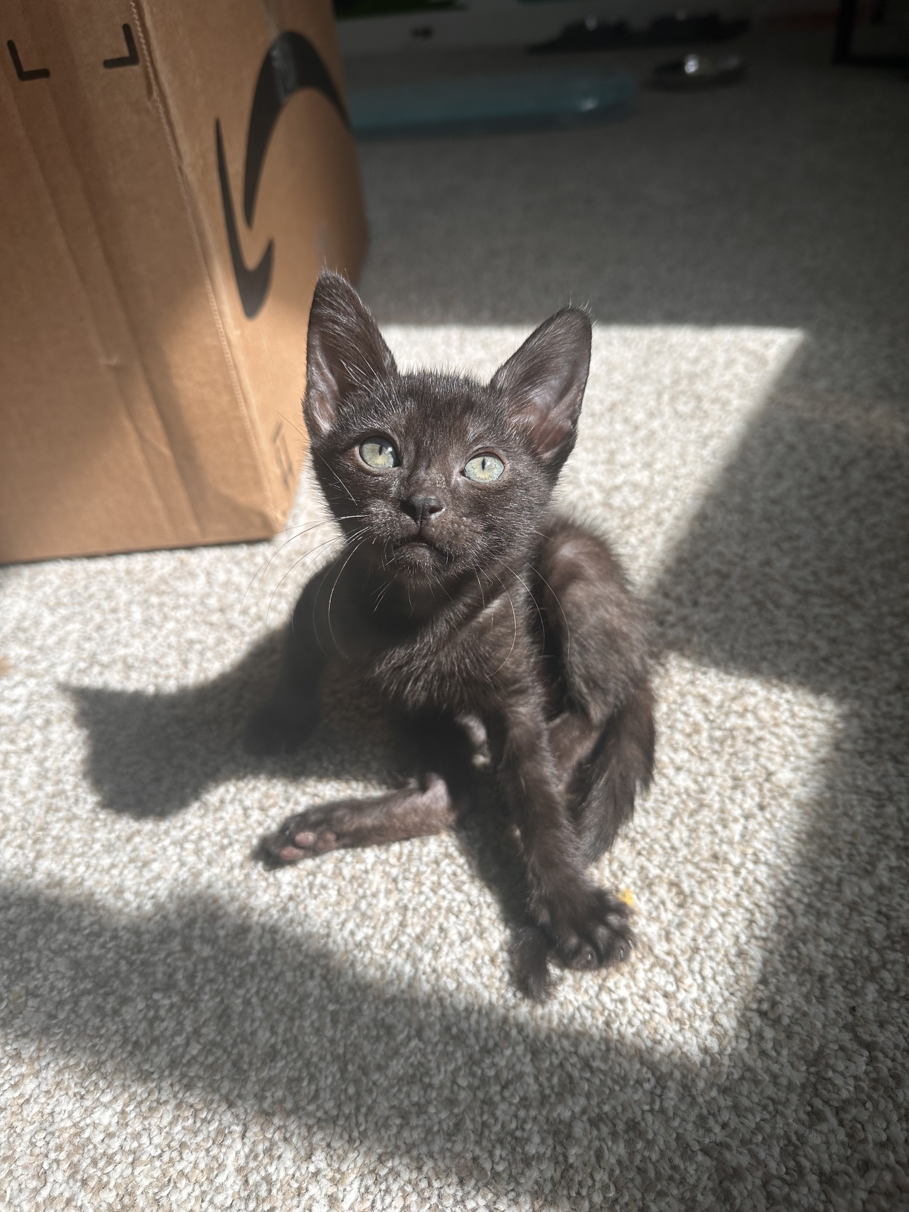 Enlarge Opal, a Adopted Domestic Short Hair in Lakewood, CO image 5/6