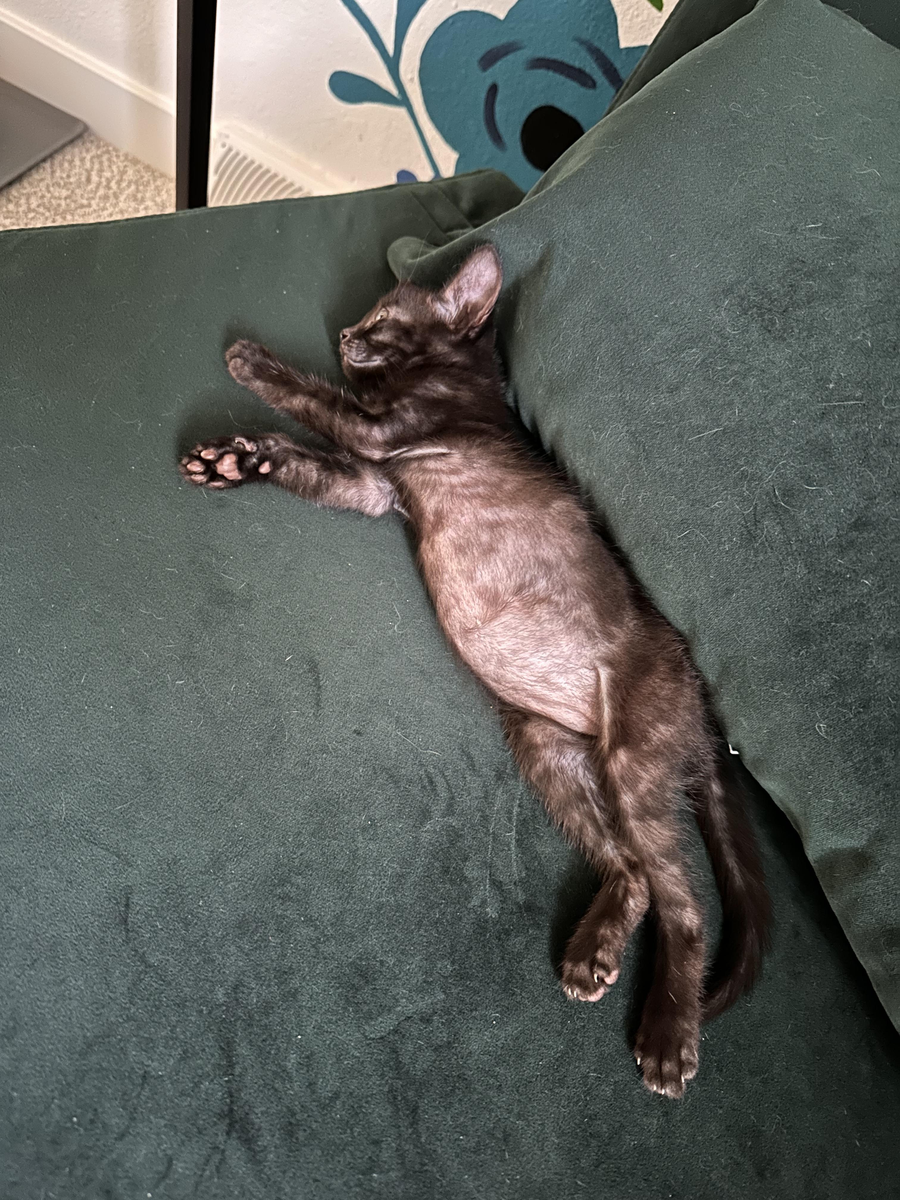 Enlarge Opal, a Adopted Domestic Short Hair in Lakewood, CO image 1/6