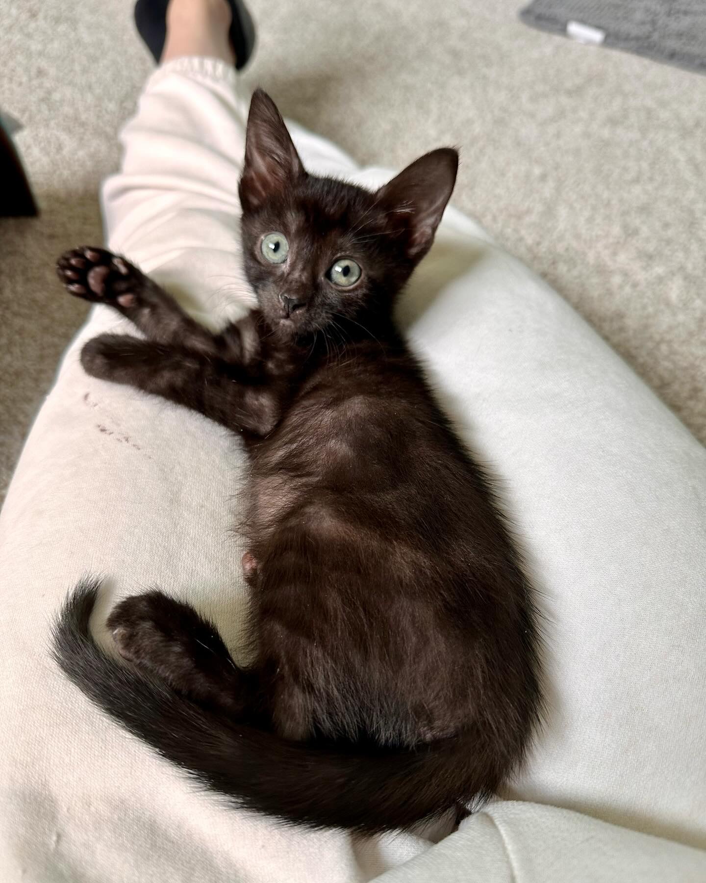 Enlarge Opal, a Adopted Domestic Short Hair in Lakewood, CO image 6/6