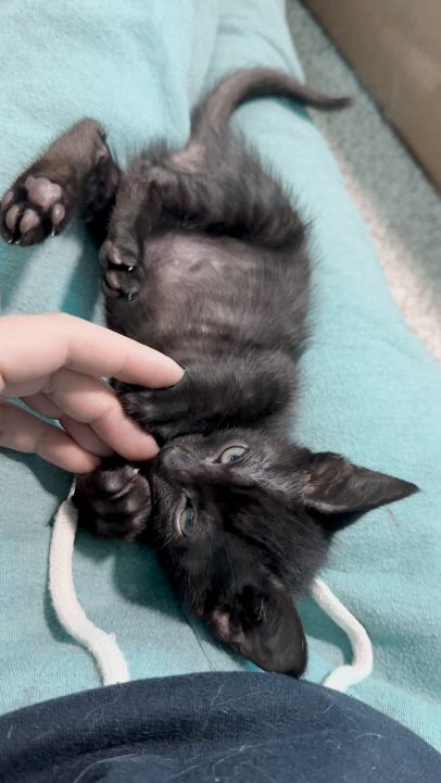 Enlarge Opal, a Adopted Domestic Short Hair in Lakewood, CO video 4/6