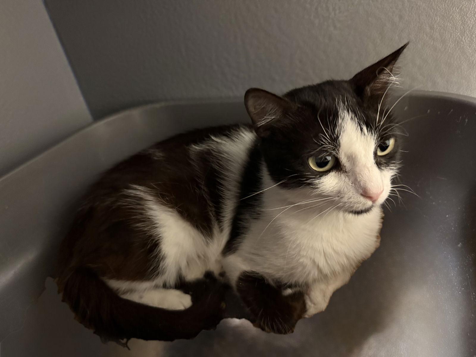 Narnia, Adoptable, Young Female Domestic Short Hair.