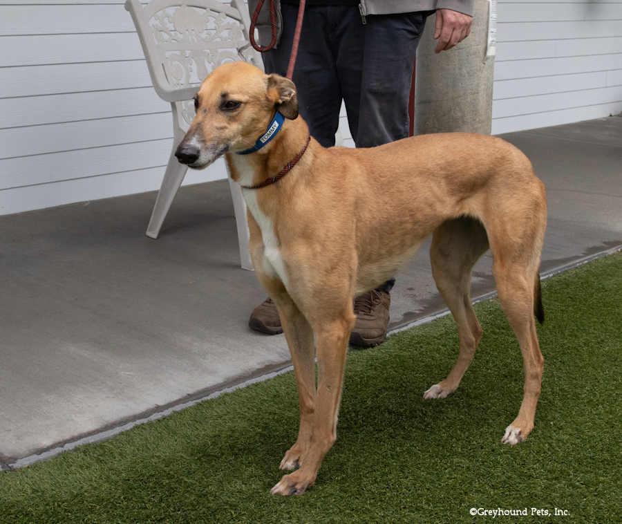 Tommy, Adoptable, Adult Female Greyhound.