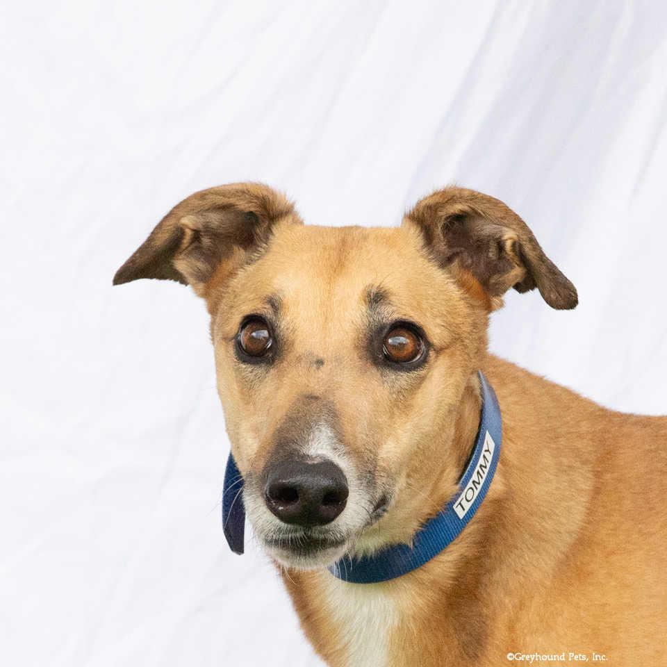 Enlarge Tommy, a Adoptable Greyhound in Woodinville, WA image 2/2