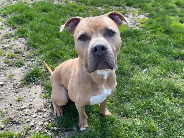 MOTLEY, Adoptable, Adult Male American Bulldog & Mixed Breed.