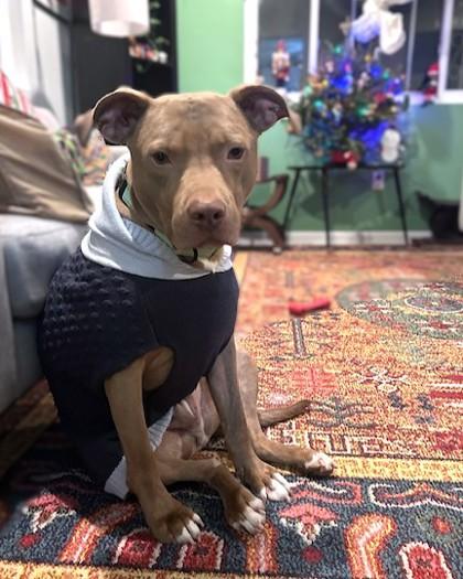 Enlarge Dean Wood, a Adoptable mixed breed in Washington, DC image 1/3