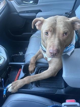 Enlarge Dean Wood, a Adoptable mixed breed in Washington, DC image 2/3