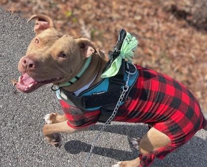 Enlarge Dean Wood, a Adoptable mixed breed in Washington, DC image 3/3