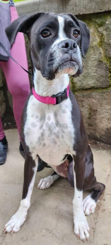 Pepper 2025-1, Adopted, Adult Female Boxer.