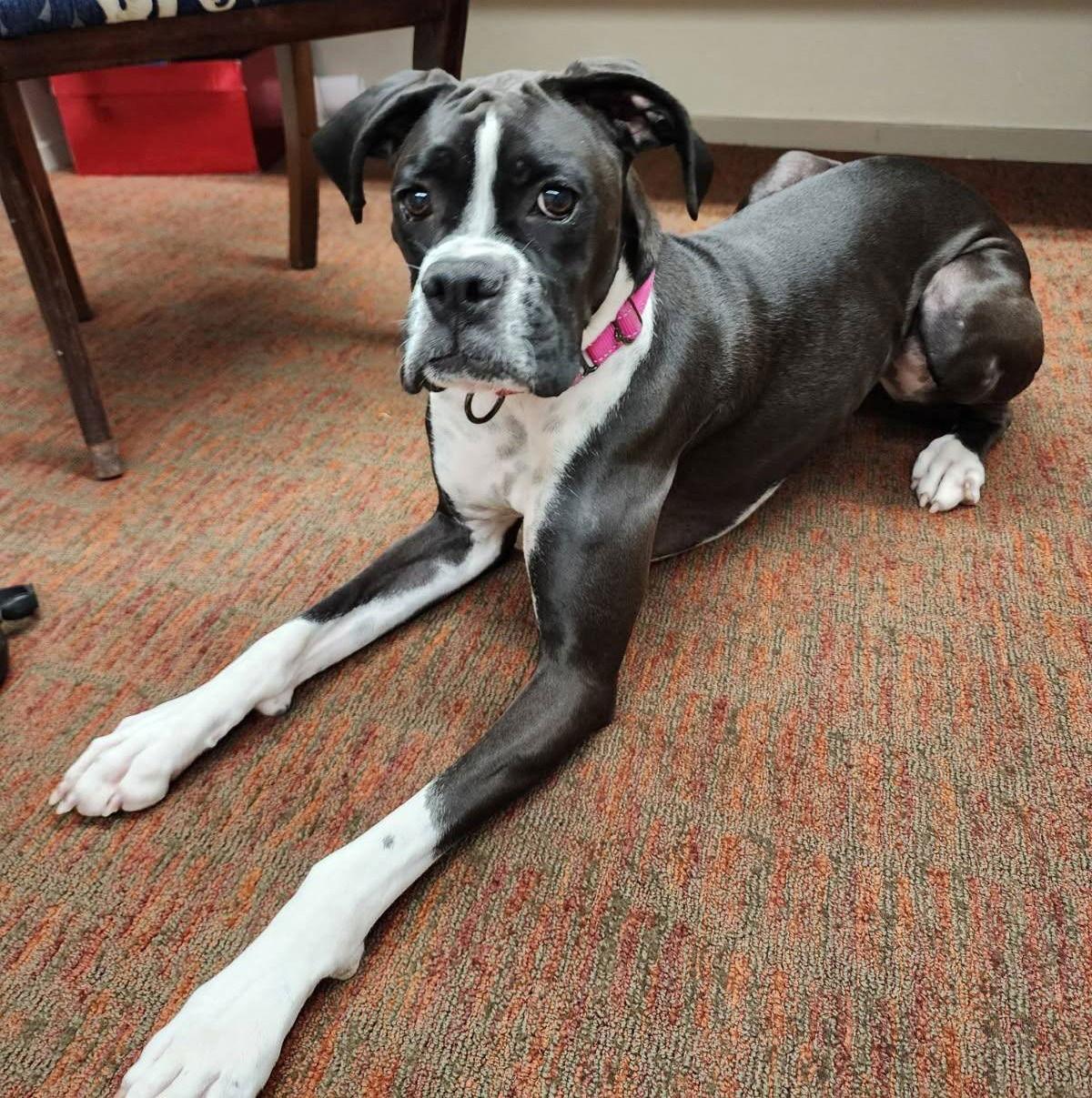 Enlarge Pepper 2025-1, a Adopted Boxer in McMinnville, OR image 2/3