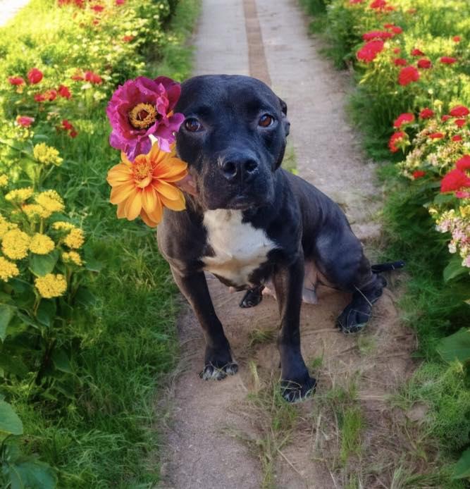 Tessa, Adoptable, Adult Female Black Labrador Retriever.