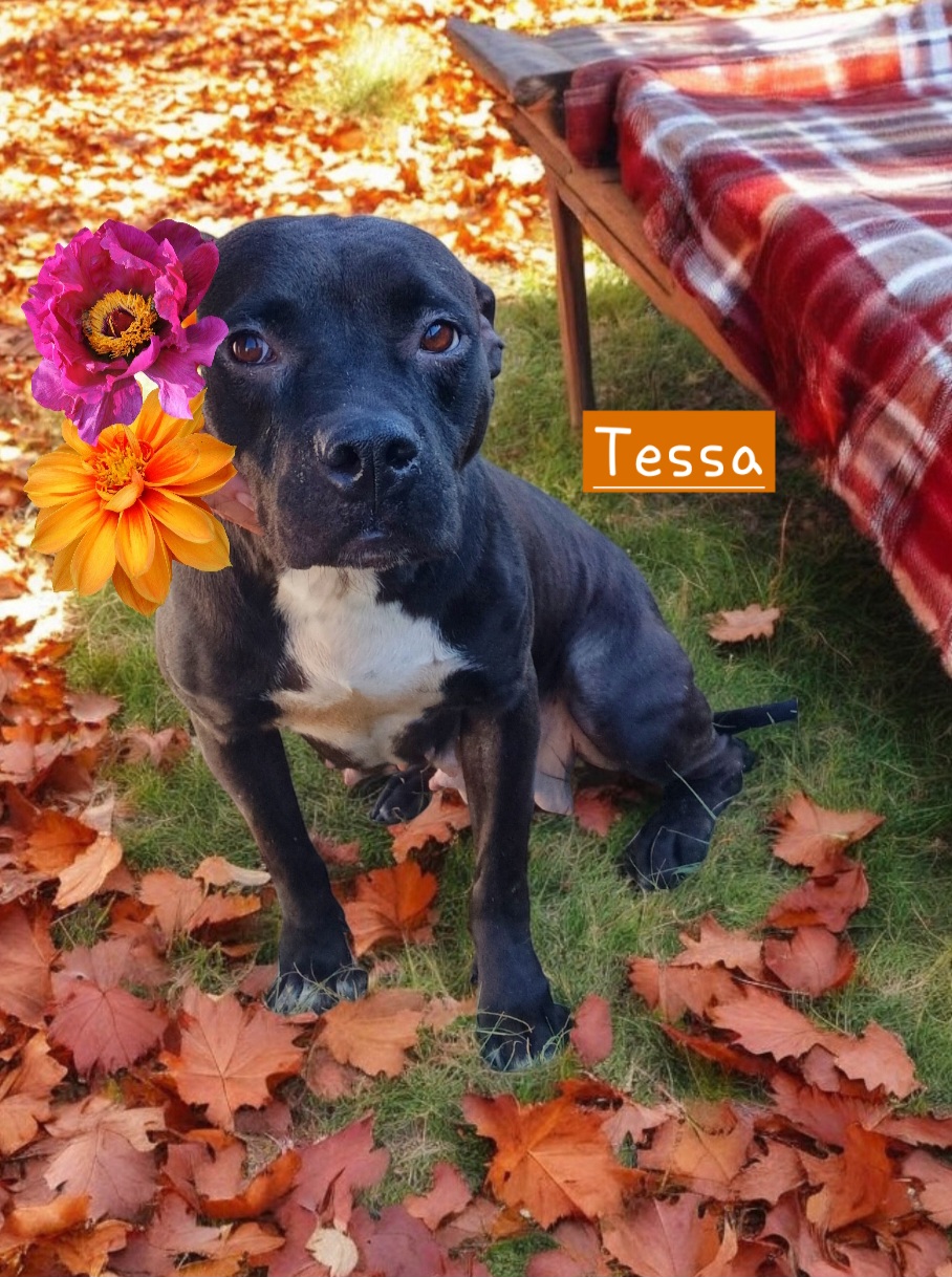 Tessa, Adult Female Black Labrador Retriever