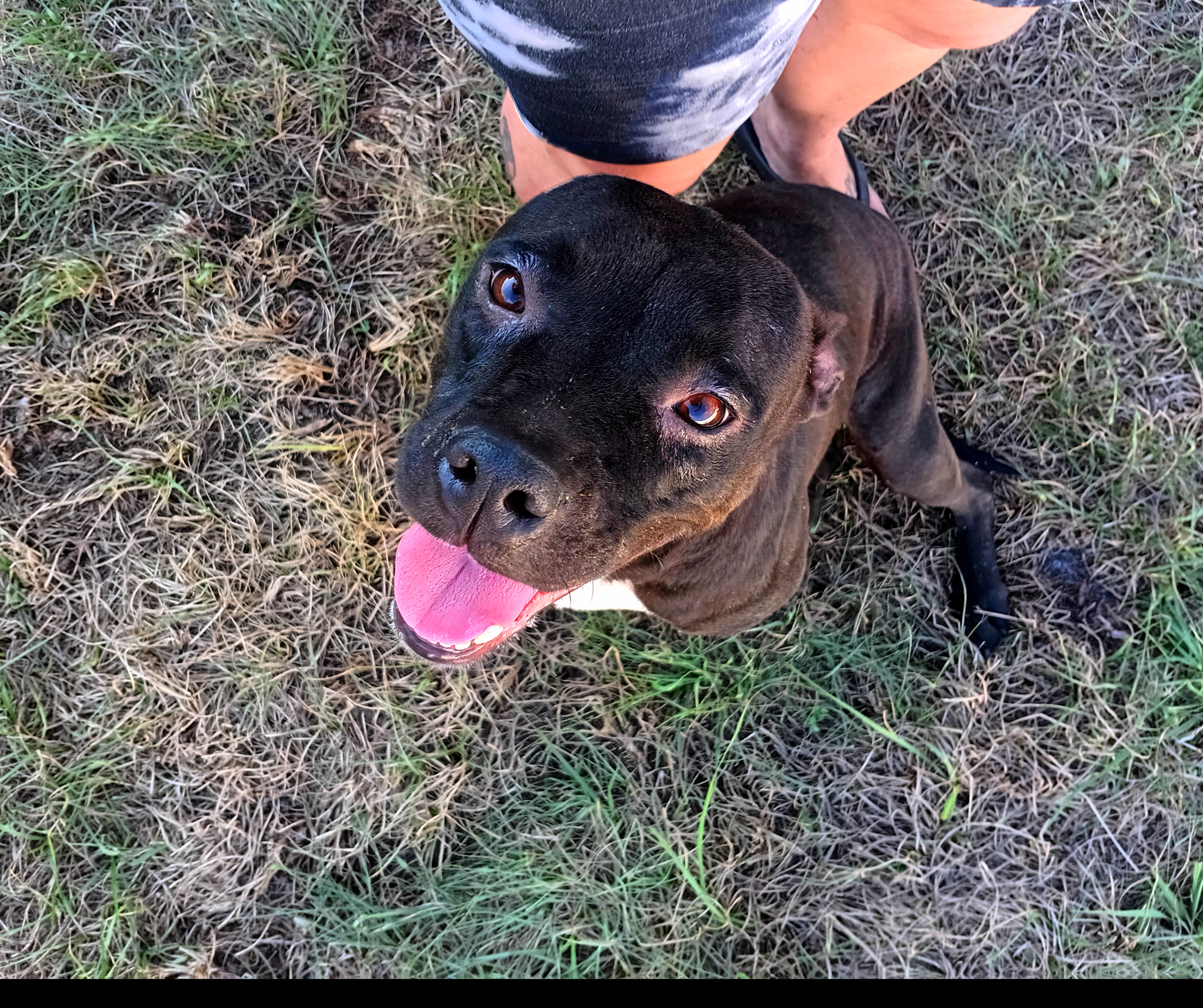 Tessa, a Adoptable Black Labrador Retriever in Winter haven, FL image 2/2